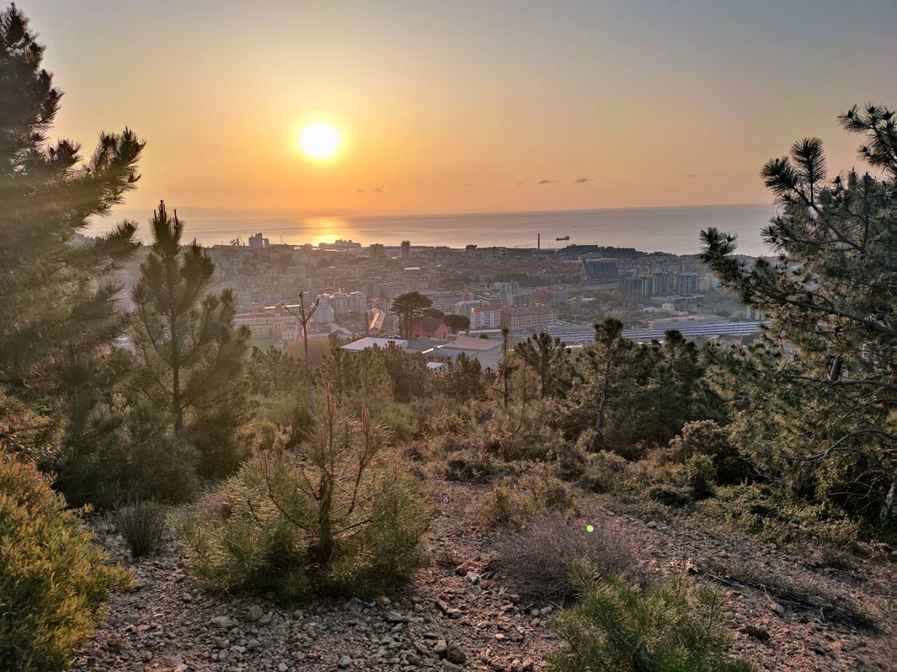 Il golfo di Savona al tramonto con i pini della collina in primo piano